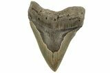 Serrated, Fossil Megalodon Tooth - North Carolina #219498-1